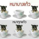 สมาชิกหมายเลข 1304388