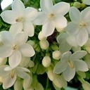 สมาชิกหมายเลข 2495584