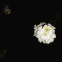 สมาชิกหมายเลข 4132190