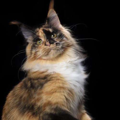 สมาชิกหมายเลข 6153049