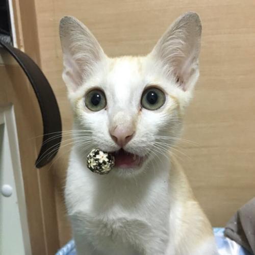 สมาชิกหมายเลข 6157026