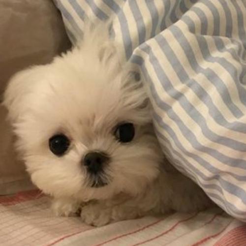 สมาชิกหมายเลข 4722208