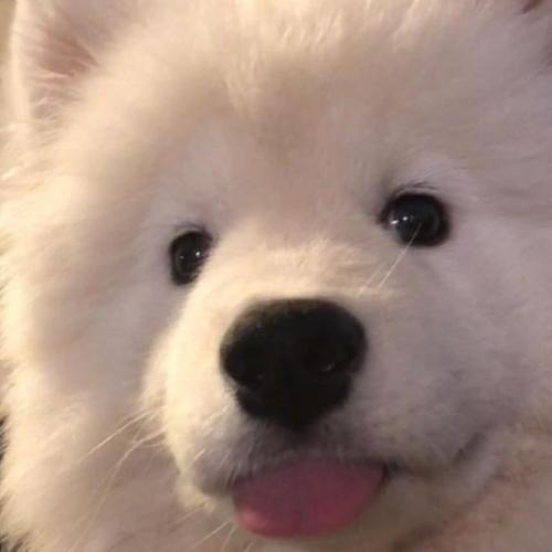 สมาชิกหมายเลข 6432121