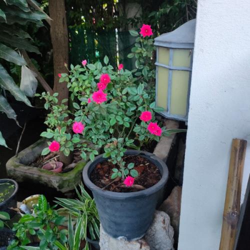 สมาชิกหมายเลข 6785442