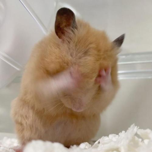 สมาชิกหมายเลข 6785491