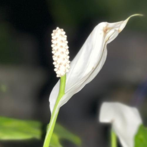 สมาชิกหมายเลข 7558763