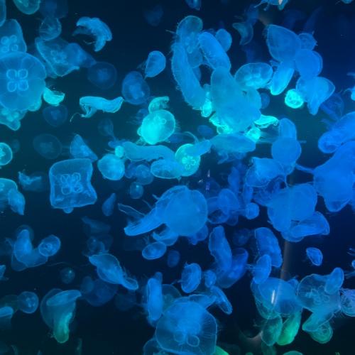 สมาชิกหมายเลข 2379473