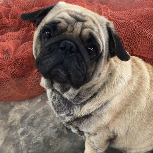 สมาชิกหมายเลข 2091318