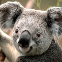 สมาชิกหมายเลข 5186014