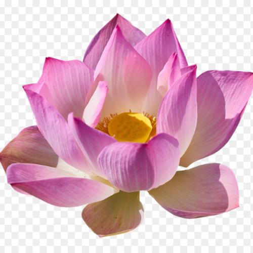 สมาชิกหมายเลข 6786240