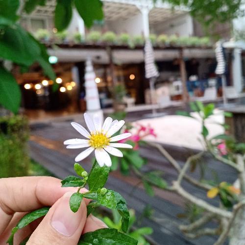 สมาชิกหมายเลข 5186370