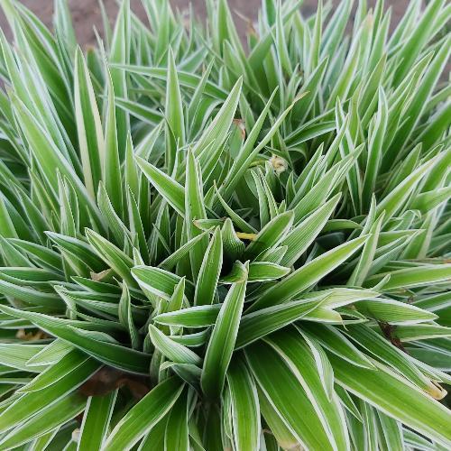 สมาชิกหมายเลข 5594599