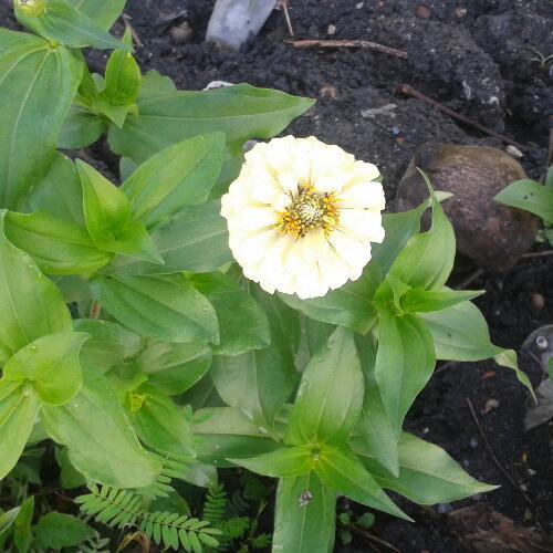 สมาชิกหมายเลข 4804760