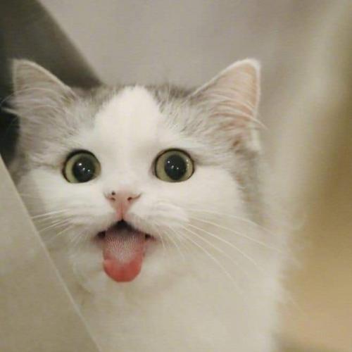 สมาชิกหมายเลข 3495738