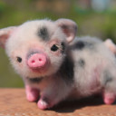 สมาชิกหมายเลข 4798291