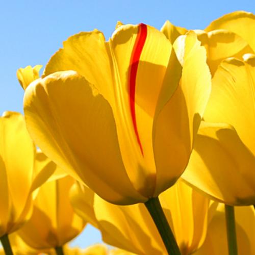 สมาชิกหมายเลข 5080027