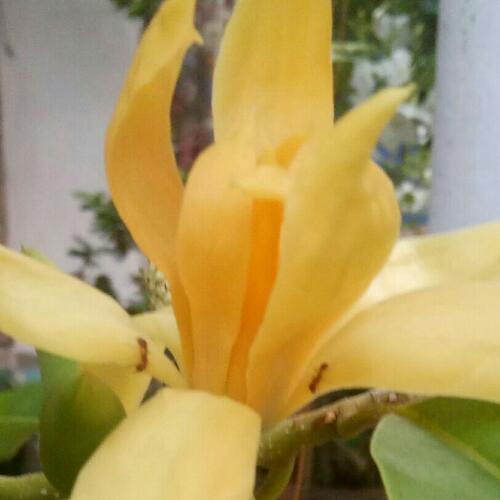 สมาชิกหมายเลข 5519091