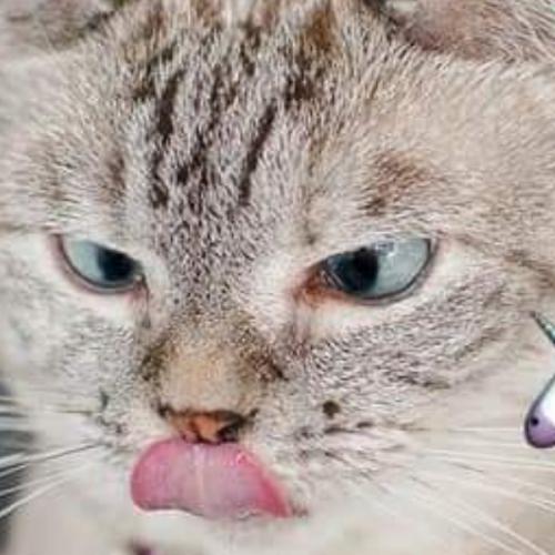 สมาชิกหมายเลข 5595422