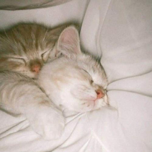 สมาชิกหมายเลข 6159524