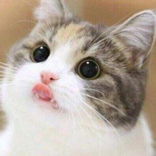 สมาชิกหมายเลข 6787852