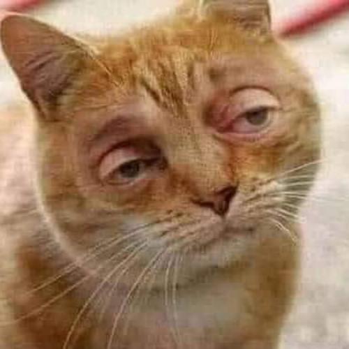 สมาชิกหมายเลข 4980089