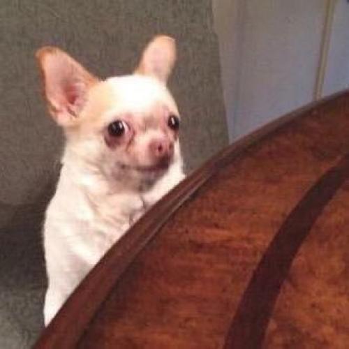 สมาชิกหมายเลข 4427369