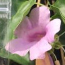 สมาชิกหมายเลข 4470173