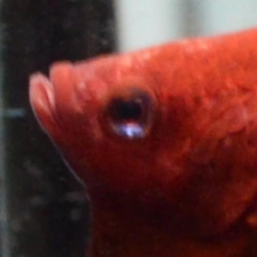 สมาชิกหมายเลข 2741146