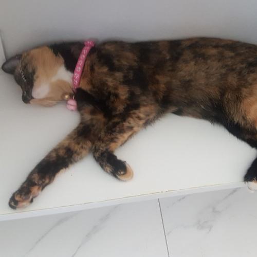 สมาชิกหมายเลข 5791161