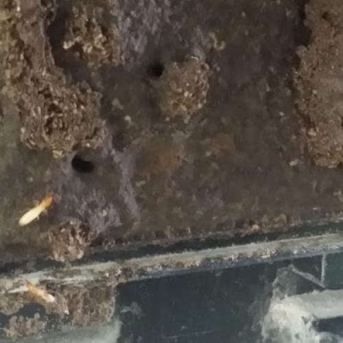 สมาชิกหมายเลข 6161350