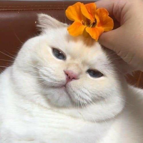 สมาชิกหมายเลข 5596688