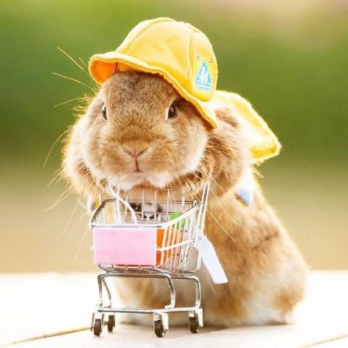 สมาชิกหมายเลข 5597395