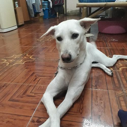 สมาชิกหมายเลข 4800110