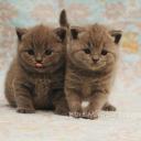 สมาชิกหมายเลข 4007228