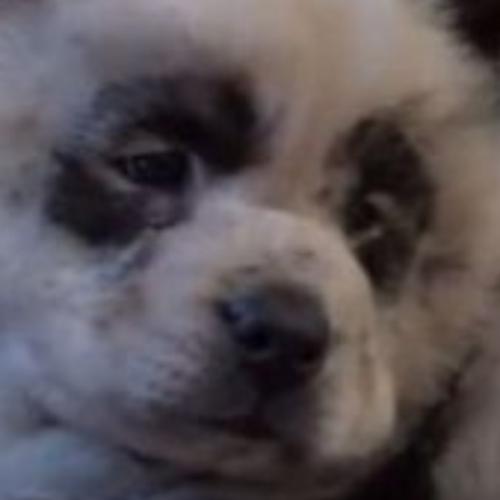 สมาชิกหมายเลข 5597967