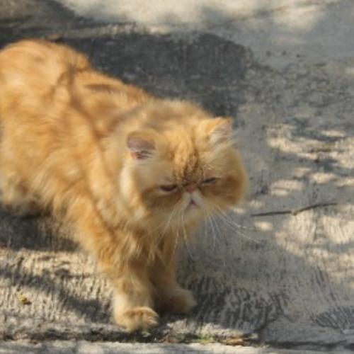 สมาชิกหมายเลข 6683582