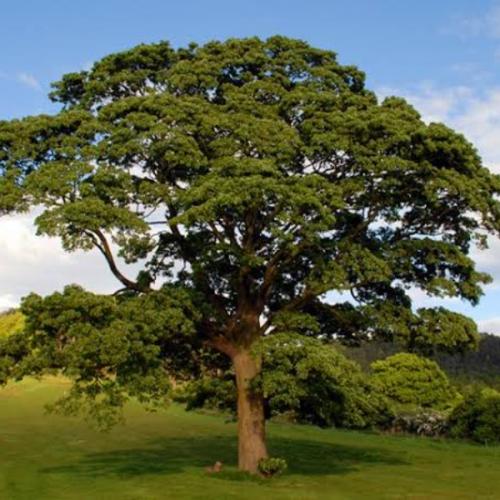 สมาชิกหมายเลข 6730499