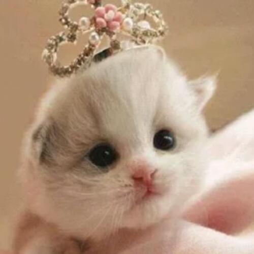 สมาชิกหมายเลข 5070901