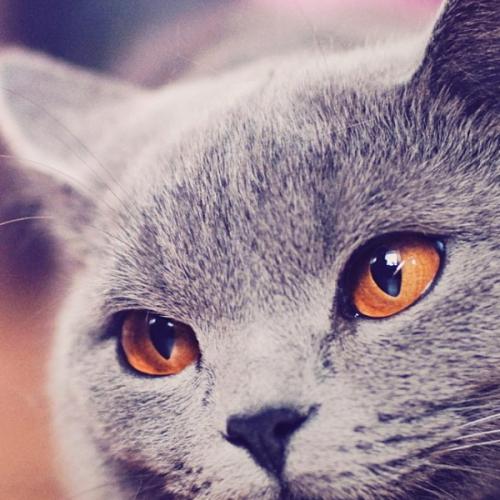 สมาชิกหมายเลข 3723188