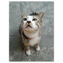 สมาชิกหมายเลข 868521