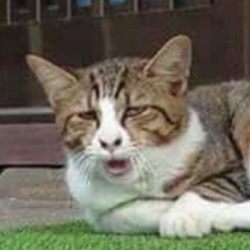 สมาชิกหมายเลข 3177760