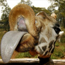 สมาชิกหมายเลข 4472230