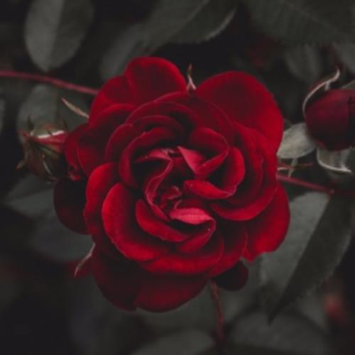 สมาชิกหมายเลข 4694877