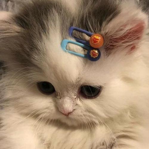 สมาชิกหมายเลข 6457334