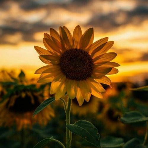 สมาชิกหมายเลข 6795365