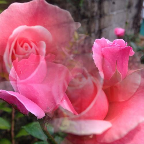 สมาชิกหมายเลข 4008222