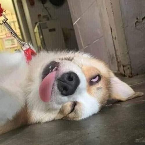 สมาชิกหมายเลข 5109764