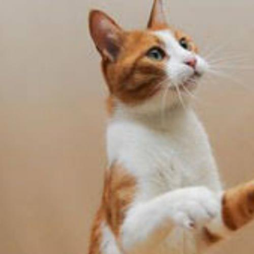 สมาชิกหมายเลข 6164916