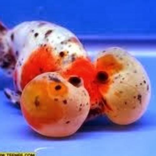 สมาชิกหมายเลข 3271633