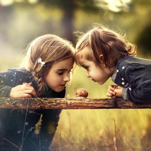 ผีเสื้อยุโรป